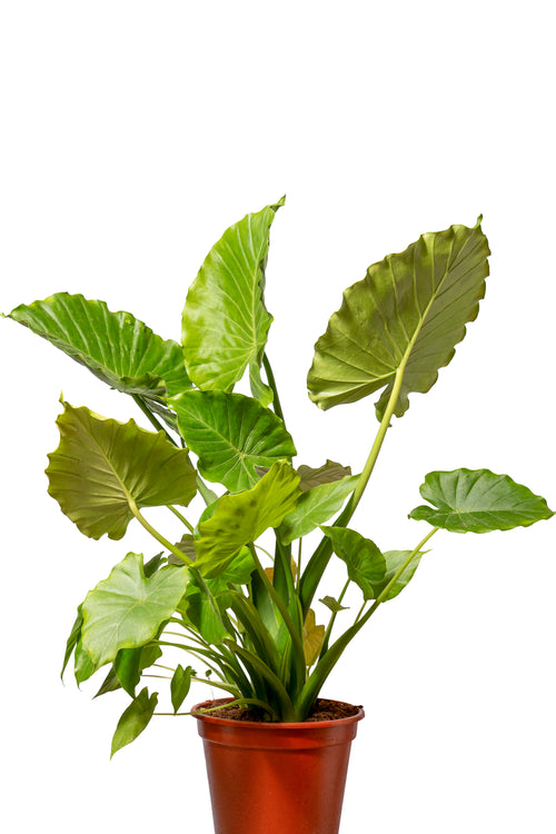 אלוקסיה קליפורניה