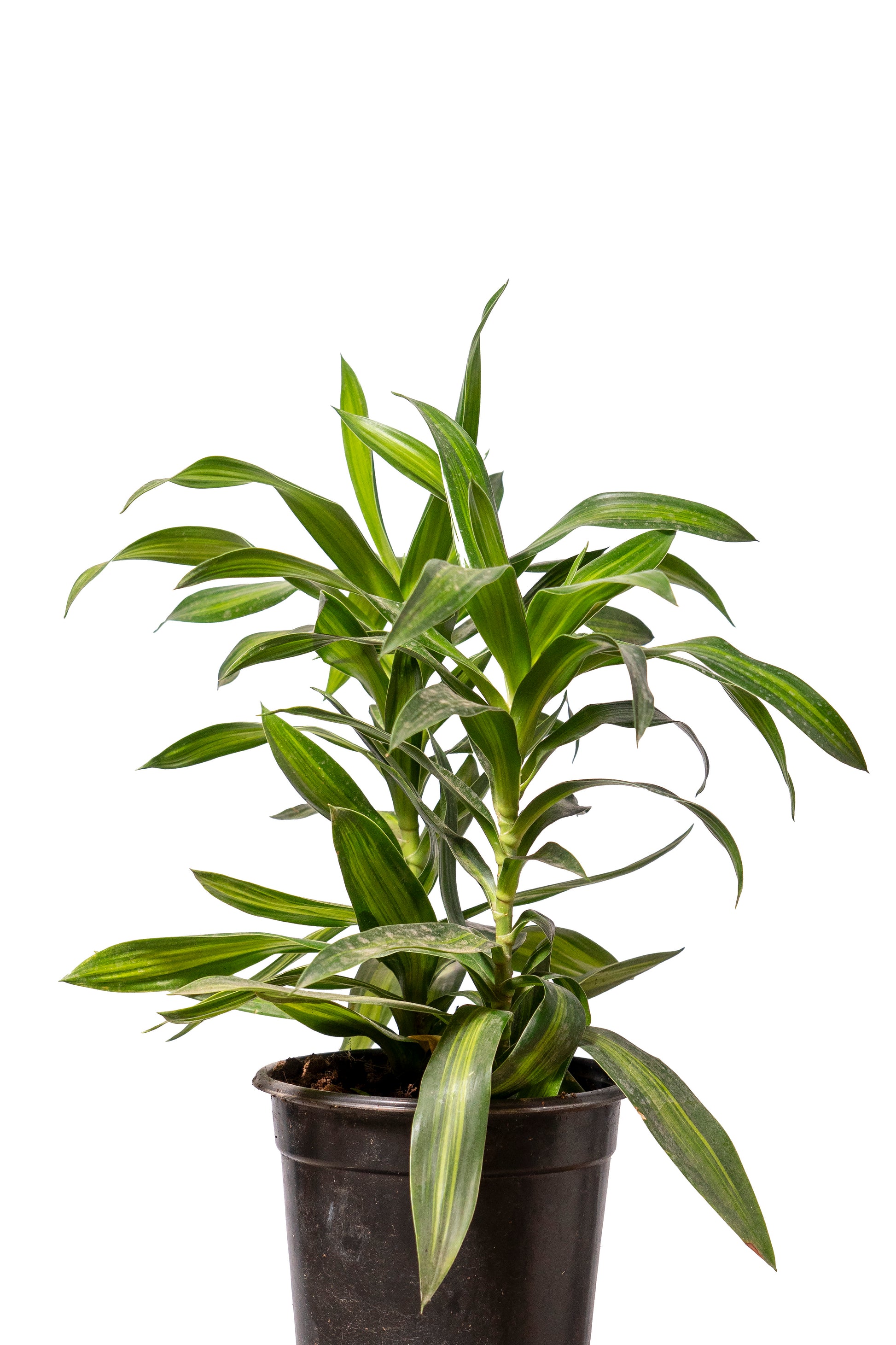 דרצנה ג׳מייקה