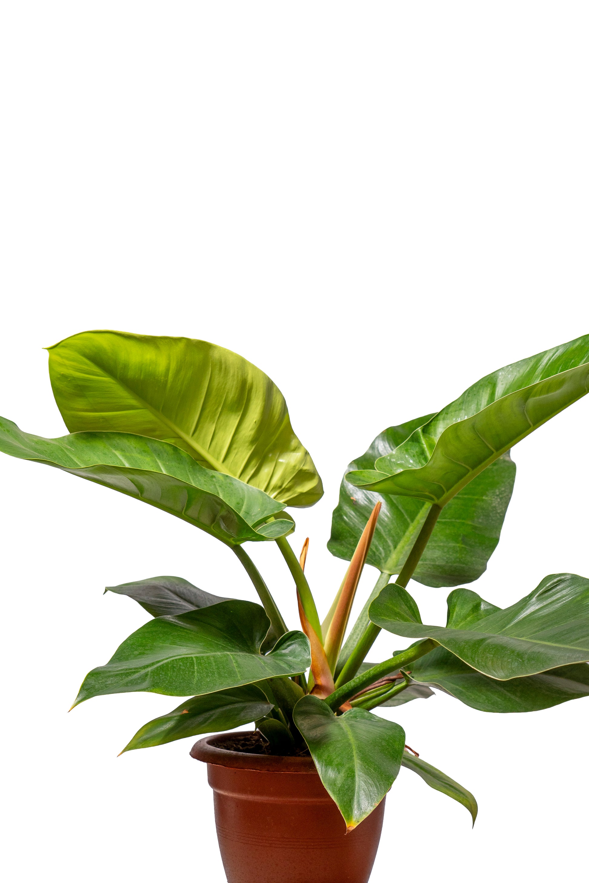 אימפריאל ירוק