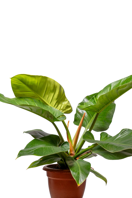 אימפריאל ירוק