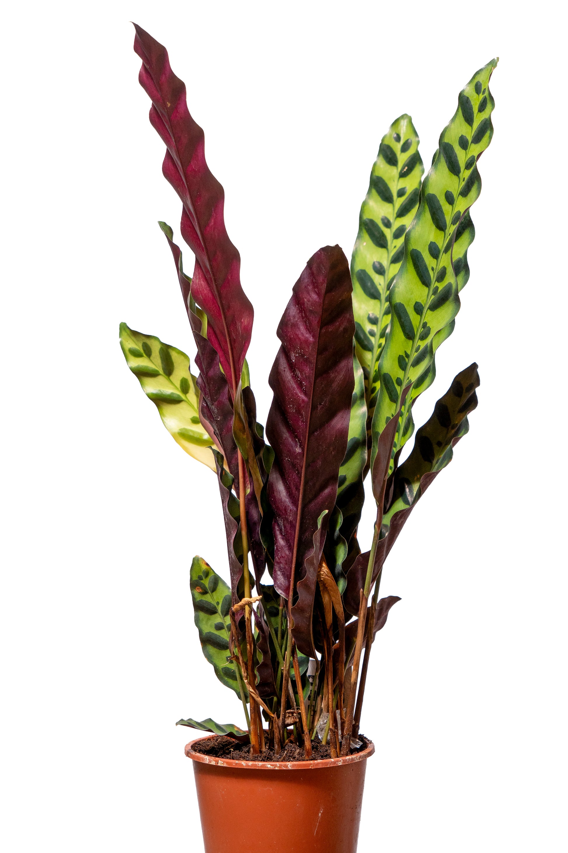 קלטאה זנים שונים