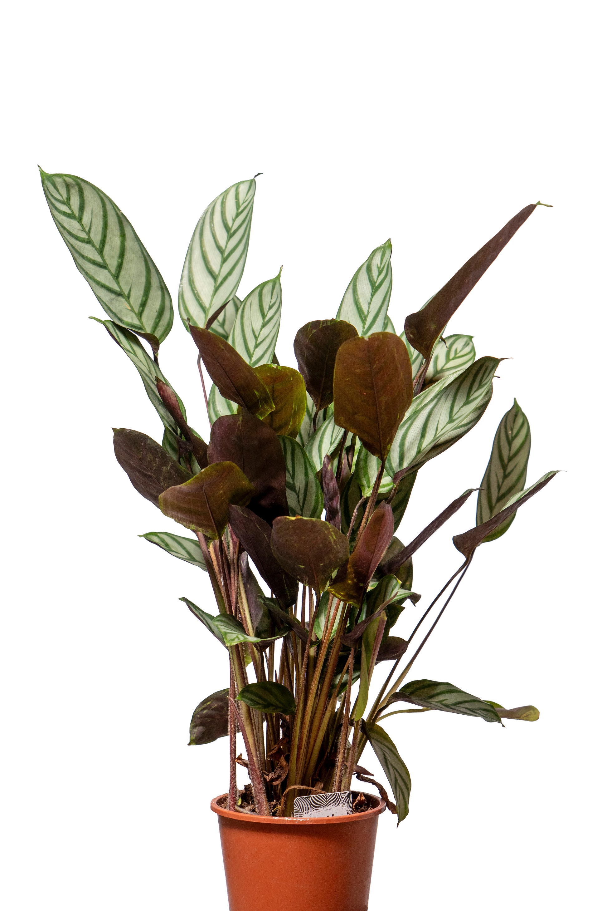 קלטאה זנים שונים