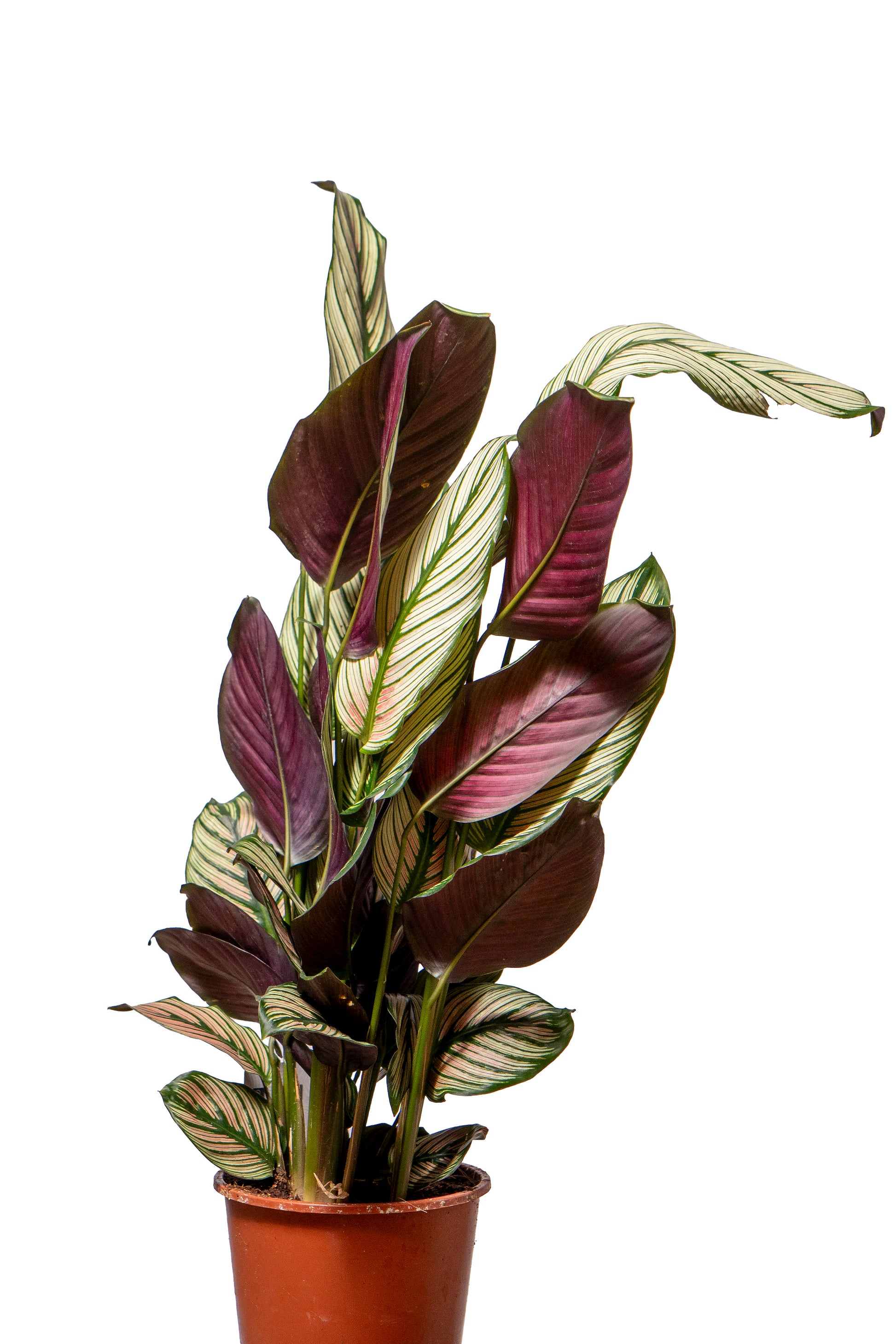 קלטאה זנים שונים