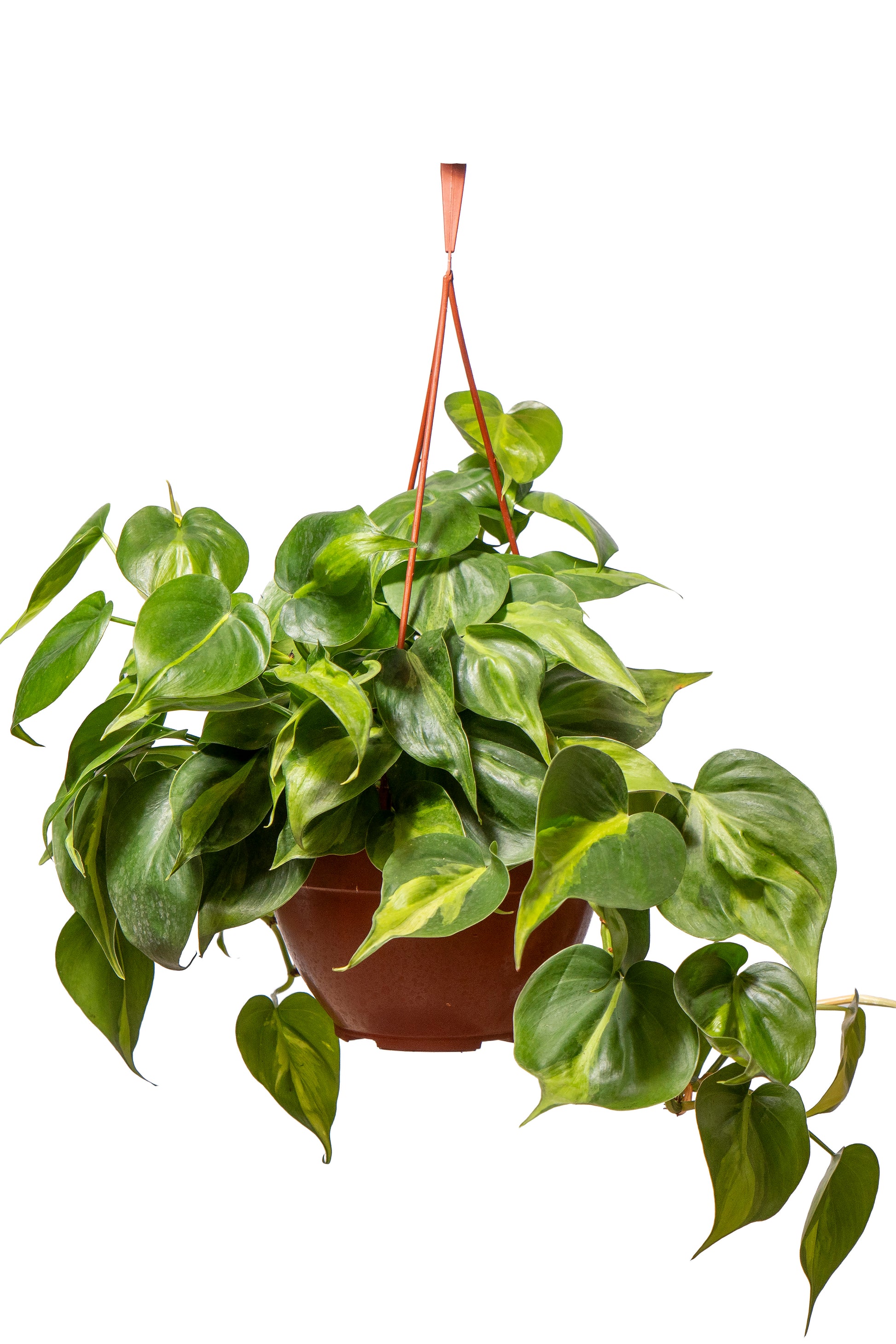 סקנדס ברזיל