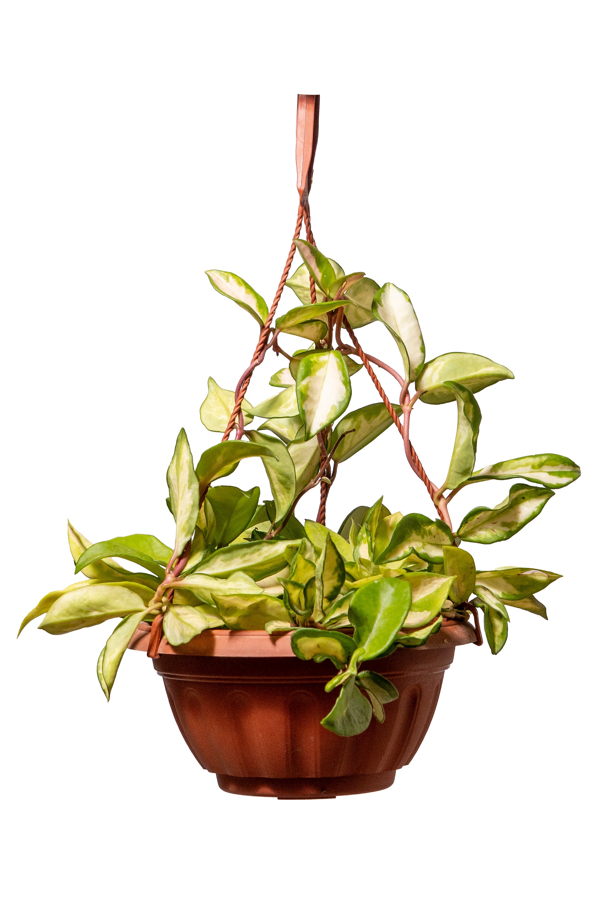 בת שבע (הויה)