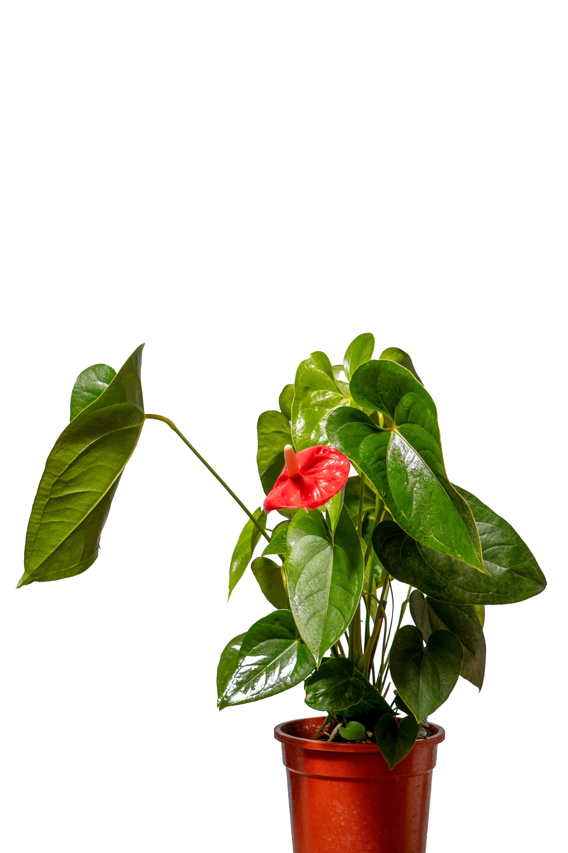 אנטוריום אדום