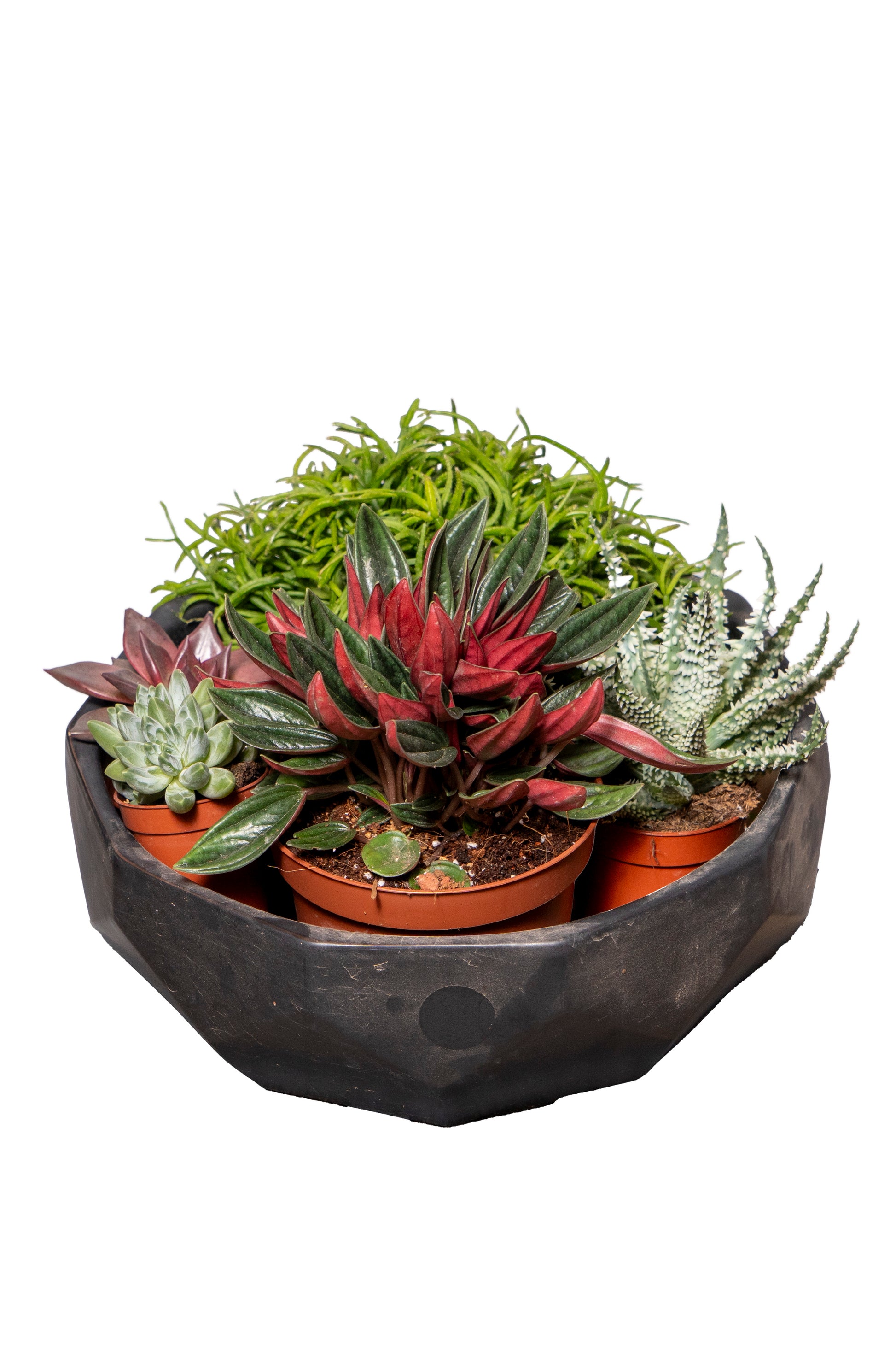 קערת סוקולנטים מיקס