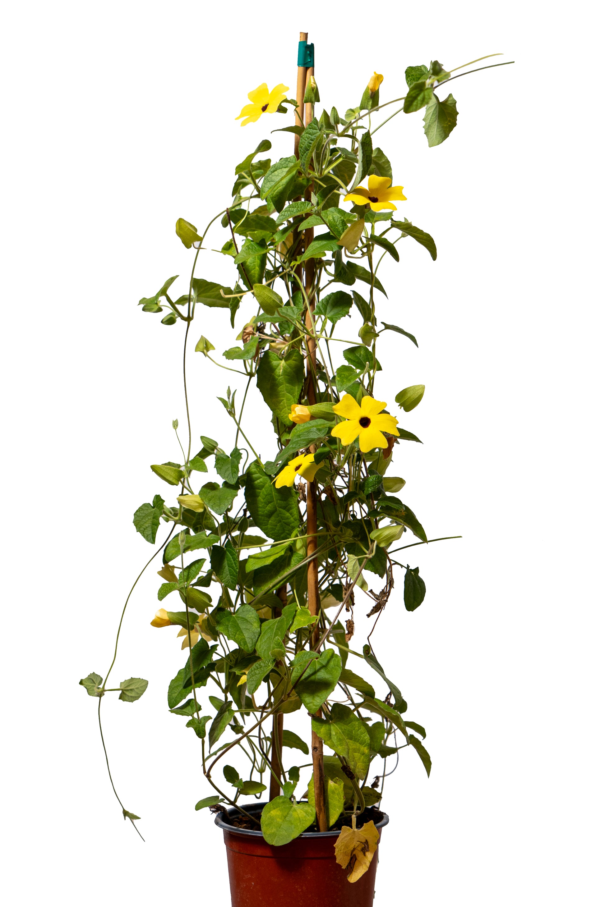 סוזי שחורת עין