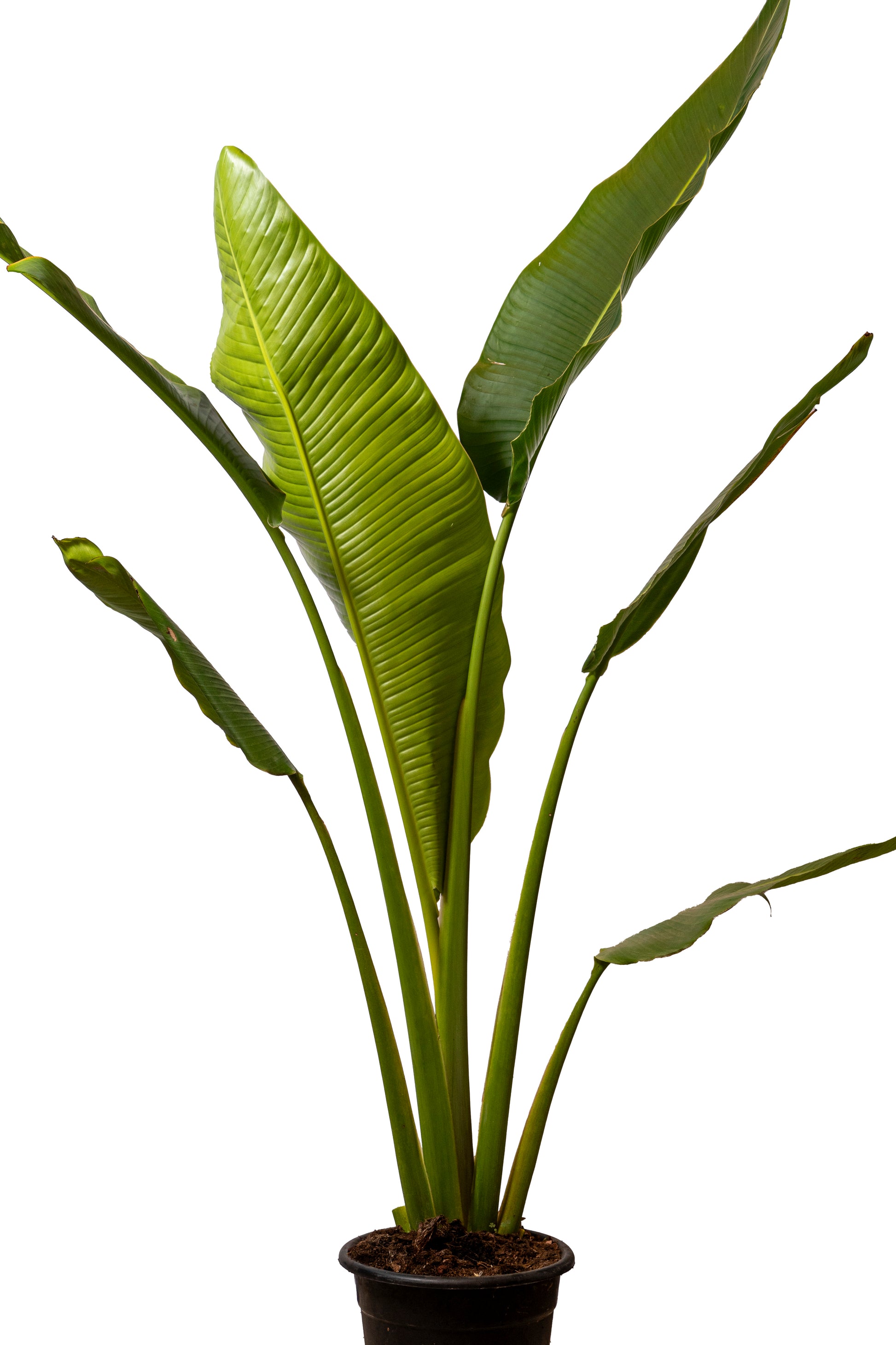 ציפור גן עדן ניקולאי