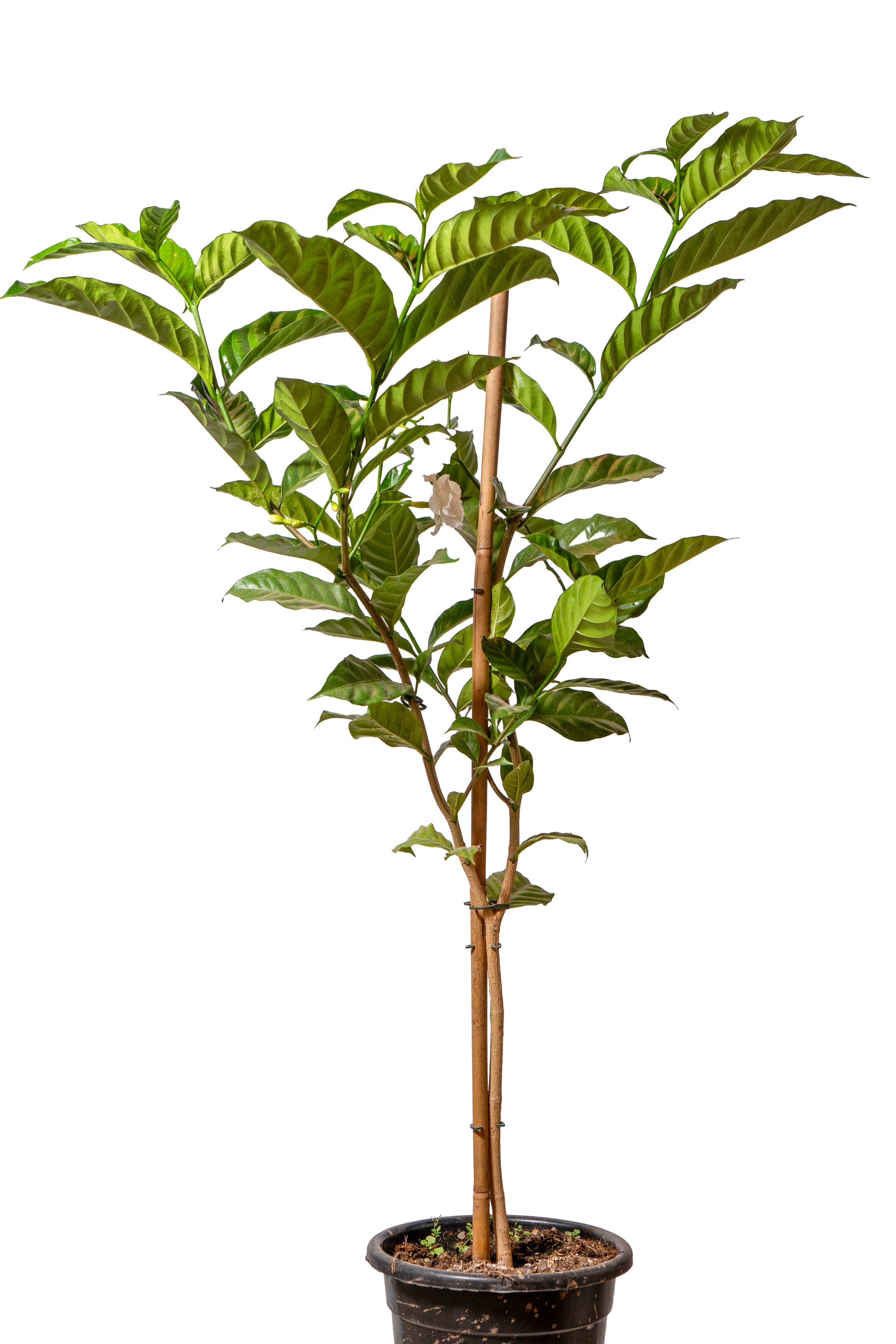 טברנה מונטנה