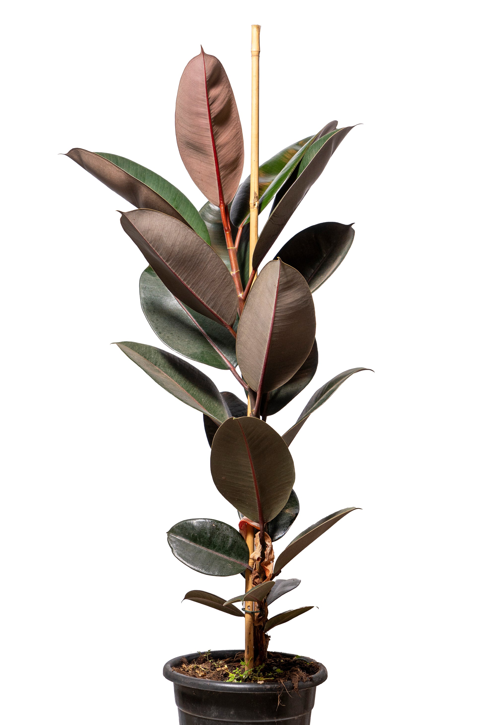 פיקוס כל הסוגים