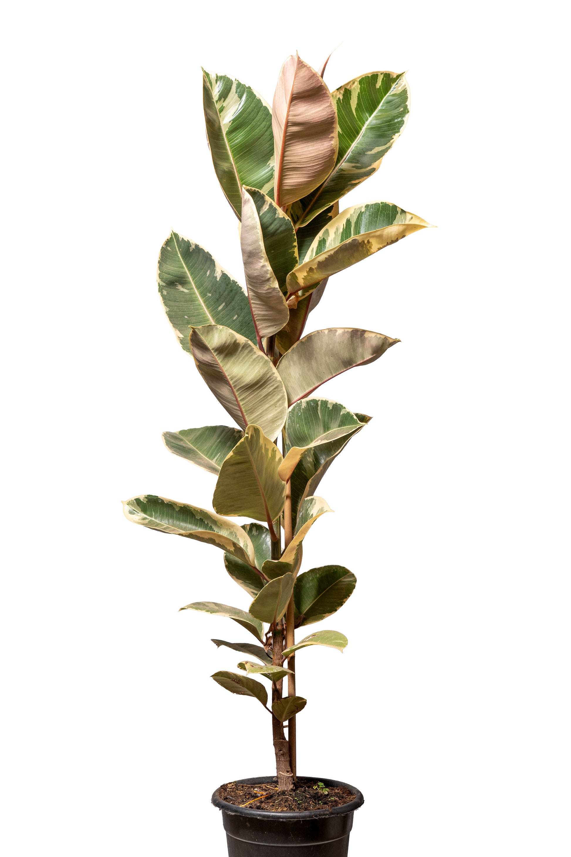 פיקוס כל הסוגים