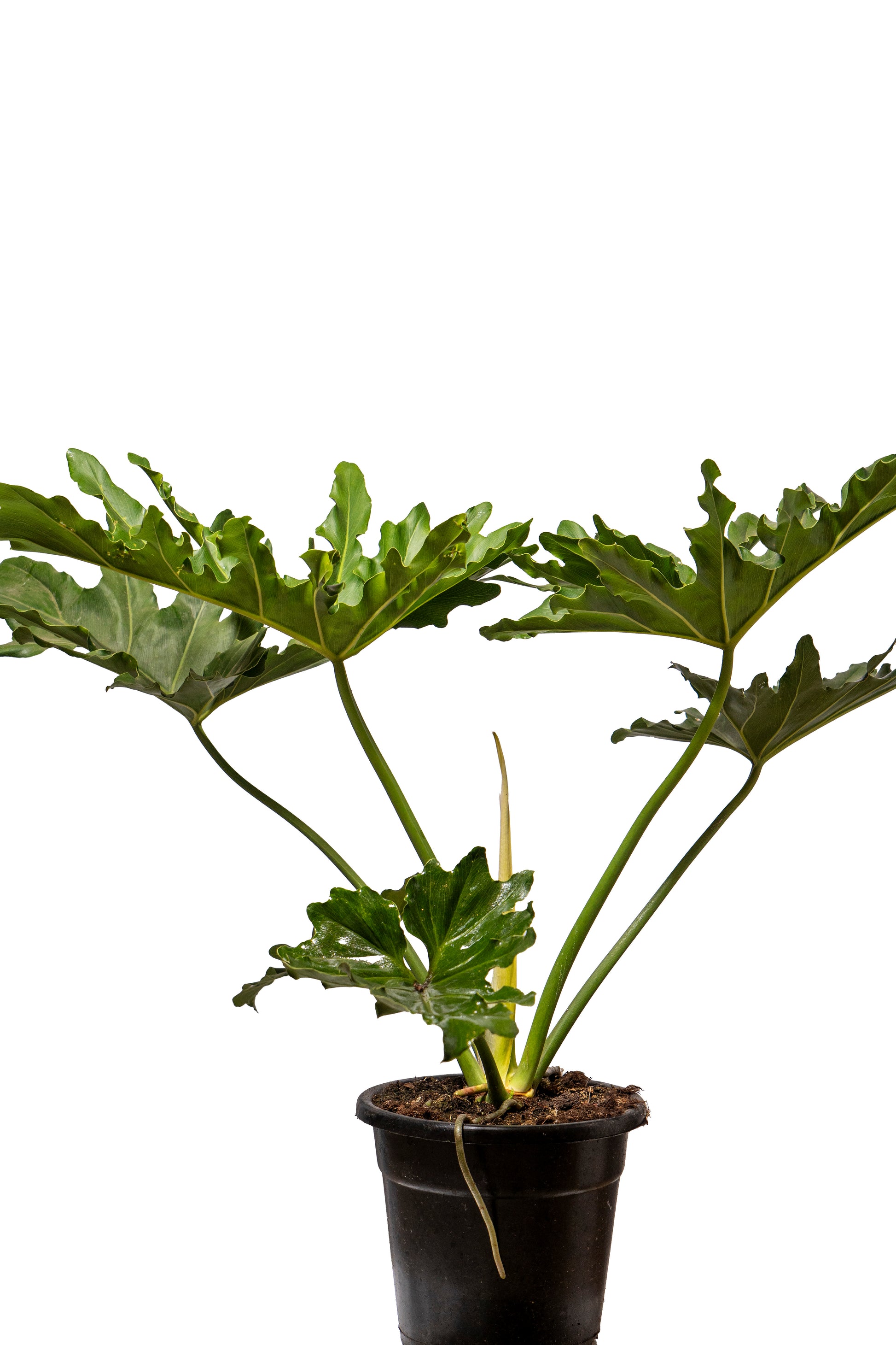 פילדנדרון ביפי