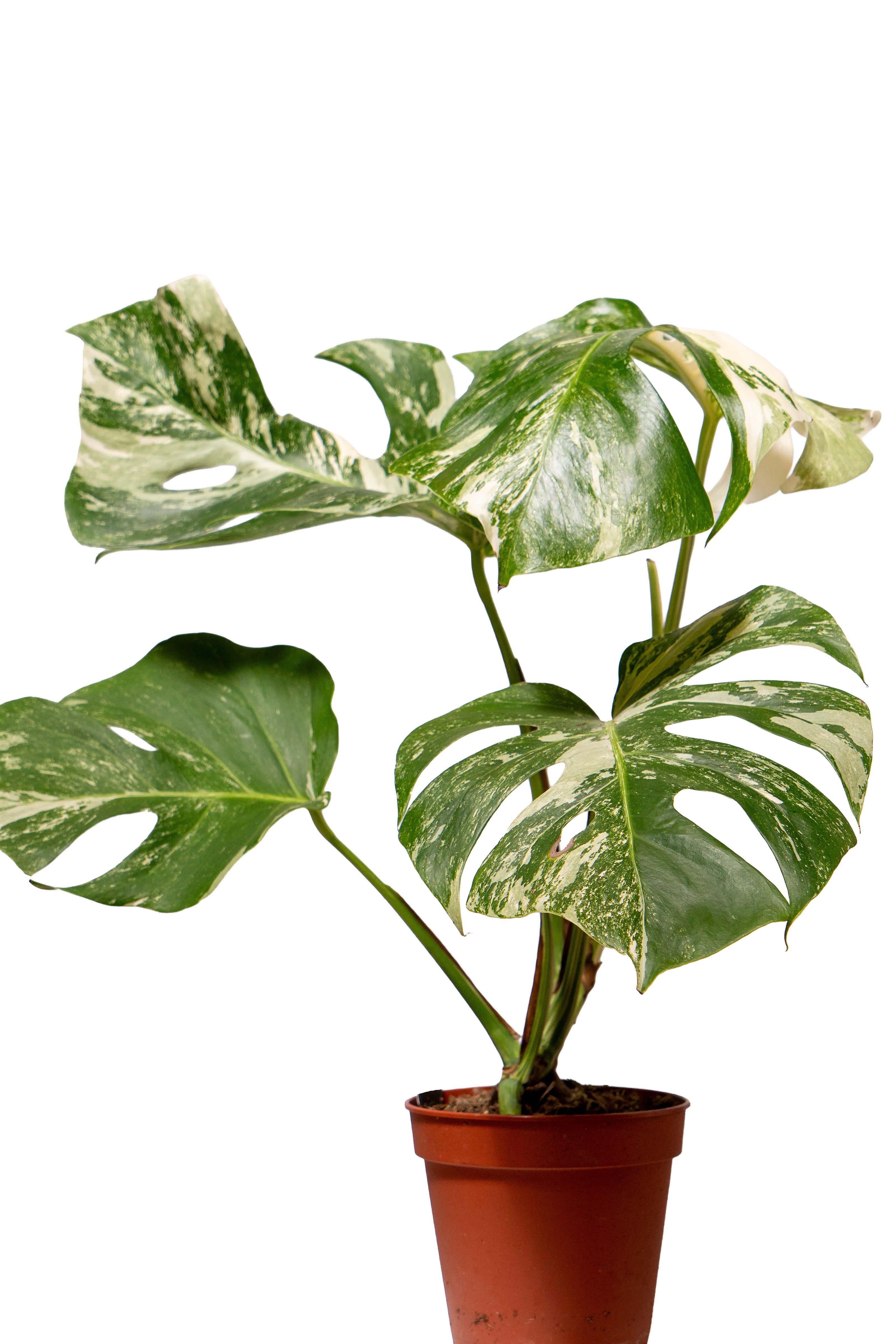 מונסטרה אלבו