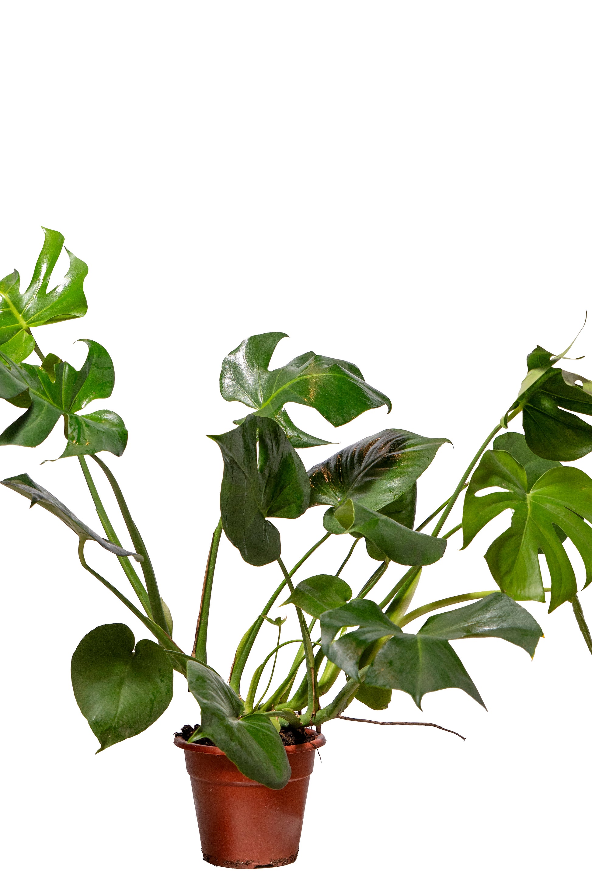 מונסטרה נאה