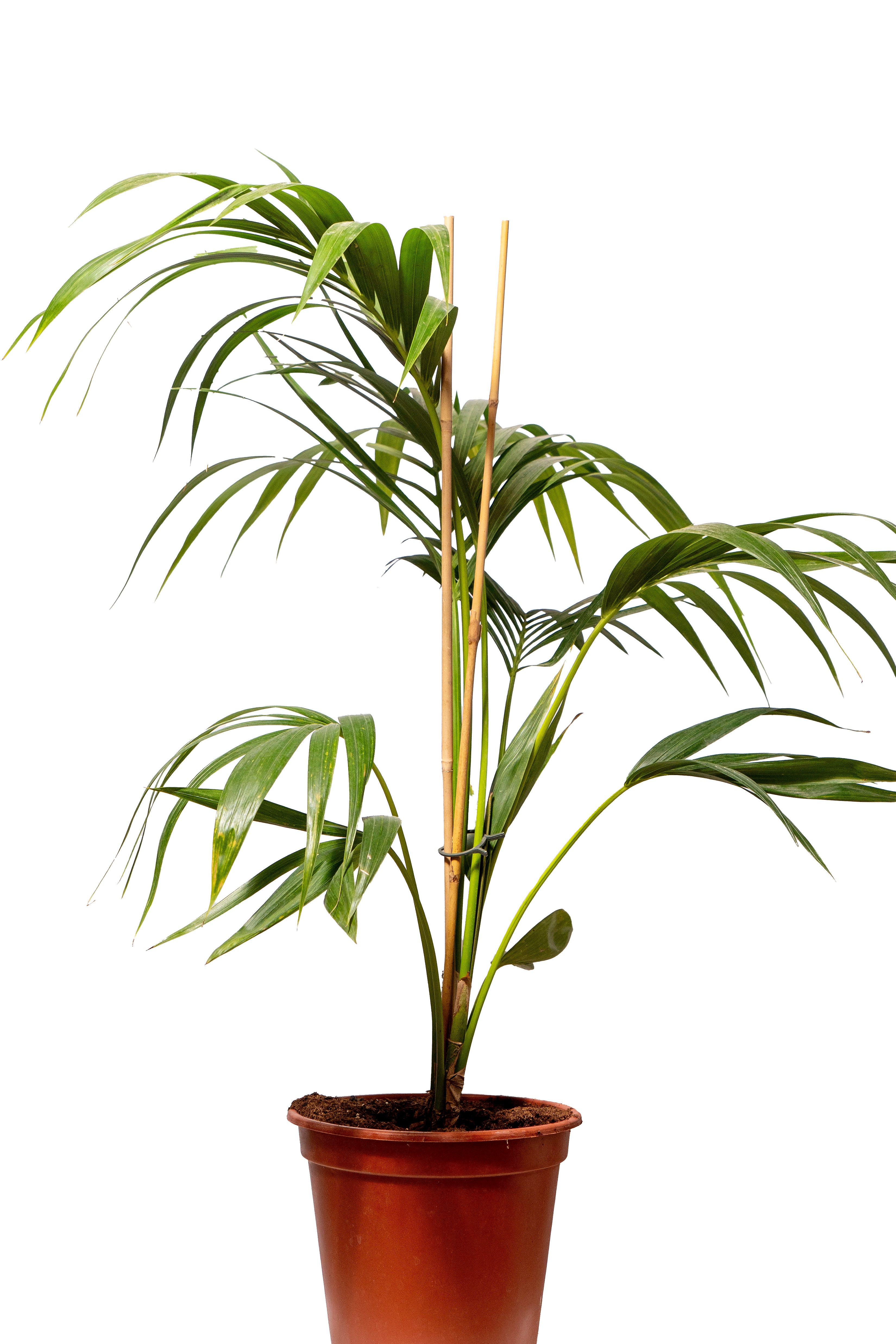 דקל קנציה שלשות